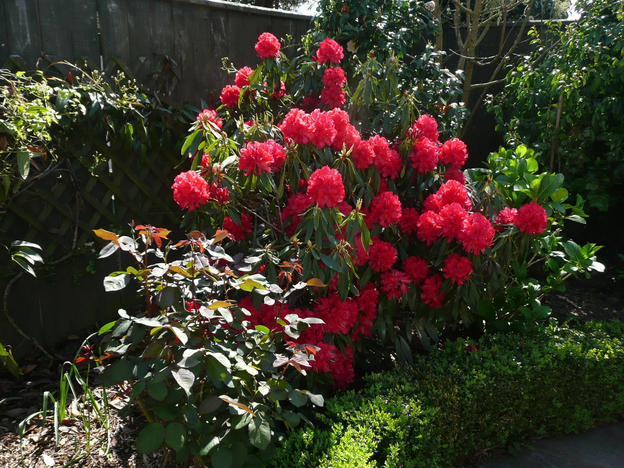 Kershaw House Bed and Breakfast Richmond Exteriör bild